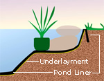 Pond Edging Illustration