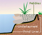 Pond Edging Illustration